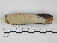 藏品(顯絲菌屬)的圖片