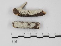 藏品(絲皮菌屬)的圖片