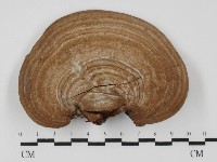 藏品(靈芝屬)的圖片