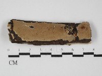 藏品(硬孔菌屬)的圖片