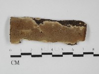 藏品(硬孔菌屬)的圖片