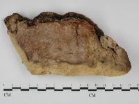 藏品(多年臥孔菌屬)的圖片