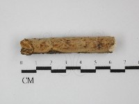 藏品(顯絲菌屬)的圖片