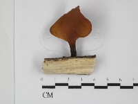 藏品(多孔菌屬)的圖片