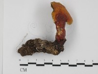 藏品(赤芝)的圖片