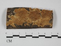 藏品(齒耳菌屬)的圖片