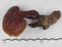 藏品(赤芝)的圖片