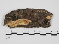 藏品(銳孔菌屬)的圖片