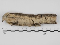 藏品(顯絲菌屬)的圖片