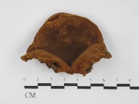 藏品(木層孔菌屬)的圖片