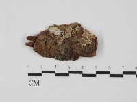 藏品(附毛菌屬)的圖片