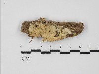 藏品(顯絲菌屬)的圖片