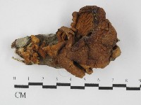 藏品(糙皮側耳)的圖片