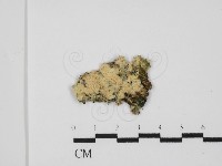 藏品(銳孔菌屬)的圖片