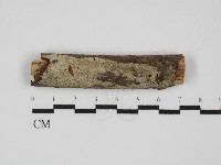 藏品(剛毛絲皮菌)的圖片