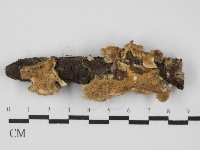 藏品(雲芝)的圖片