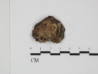 藏品(煙管菌)的圖片