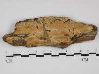 藏品(容氏菌屬)的圖片