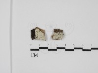 藏品(擬筍殼菌屬)的圖片