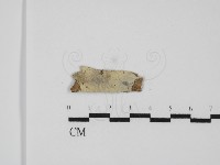 藏品(剛毛絲皮菌)的圖片