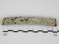 藏品(剛毛絲皮菌)的圖片