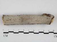 藏品(筍殼菌屬)的圖片