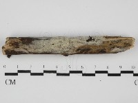 藏品(粗糙孢菌屬)的圖片