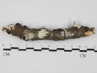 藏品(顯絲菌屬)的圖片