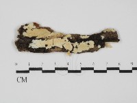 藏品(齒耳菌屬)的圖片