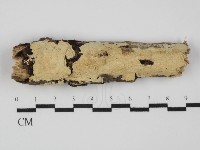 藏品(齒耳菌屬)的圖片