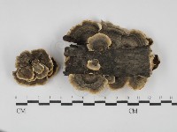 藏品(雲芝)的圖片