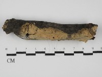 藏品(射脈菌屬)的圖片