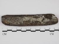 藏品(蠟孔菌屬)的圖片