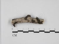 藏品(筍殼菌屬)的圖片