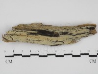 藏品(絲齒菌屬)的圖片