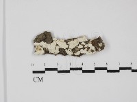 藏品(樹狀皮革菌屬)的圖片