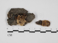 藏品(齒耳菌屬)的圖片