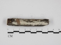 藏品(刺皮菌屬)的圖片