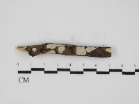 藏品(刺皮菌屬)的圖片