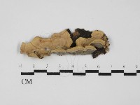 藏品(蠔韌革菌)的圖片