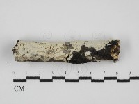 藏品(剛毛絲皮菌)的圖片