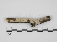 藏品(雲南無扣菌)的圖片