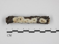 藏品(絲皮菌屬)的圖片