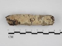 藏品(絲皮菌屬)的圖片