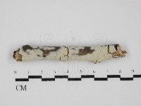 藏品(剛毛絲皮菌)的圖片