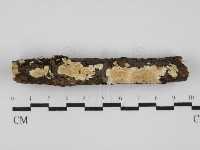 藏品(容氏菌屬)的圖片