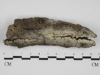 藏品(剛毛絲皮菌)的圖片