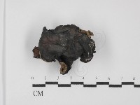 藏品(毛木耳)的圖片