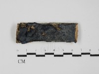 藏品(藍色麗殼菌)的圖片