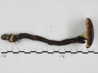 藏品(赤芝)的圖片